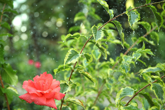 Summer rain in the garden, raindrops on a beautiful plant and rose on a blurred background of spray