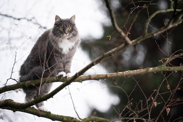 Naklejka na ściany i meble blue tabby maine coon cat climbing on branch of a bare birch tree outdoors in nature during wintertime looking at garden