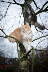 two maine coon cats climbing on bare birch tree outdoors in the back yard observing the area