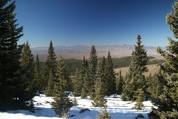 Fototapeta premium Pine trees in the snow, Santa Fe NM