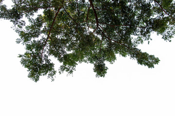 Fototapeta premium branch of a tree isolated on white background with copy space for text
