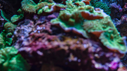 underwater blurred background with bokeh