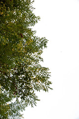 branch of a tree isolated on white background with copy space for text