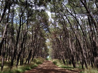 Parque Miguel Lillo de Necochea ARG