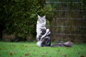 side view of a curious silver tabby maine coon cat standing on hind legs outdoors on lawn looking to the side