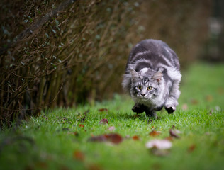 playful silver tabby maine coon cat hunting running on grass looking ahead focused outdoors in the back yard