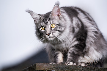 Obraz premium beautiful silver tabby maine coon cat resting on rooftop outdoors looking down