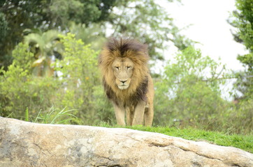 African lion at the zoo Ukumari Colombia