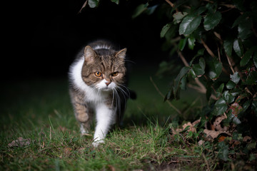tabby white british shorthair cat on the prowl outdoors at night walking on grass beside a bush looking ahead