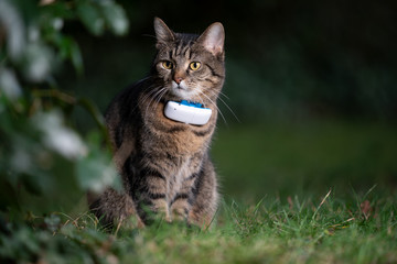 Naklejka na ściany i meble tabby domestic shorthair cat outdoors in nature wearing gps tracker attached to collar observing the garden at night