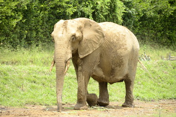  African elephant in the zoo Ukumari Colombia