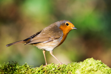 European Robin in his environment. His Latin name is Erithacus rubecula.