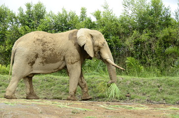 Fototapeta premium African elephant in the zoo Ukumari Colombia