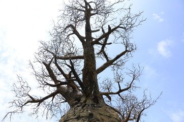  imitation african trees park ukumari pereira colombia