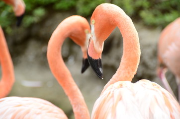 beautiful pink flamingo in the ukumari zoo