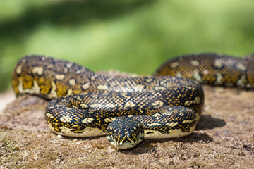 Diamond Python