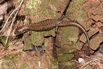 Blue Speckled Forest Skink