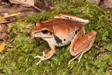 Female Stony Creek Frog
