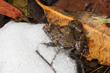 Tusked Frog with egg mass