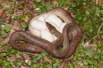 Children's Python with egg clutch