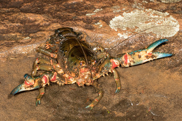 Spiny Crayfish with nippers raised in defence