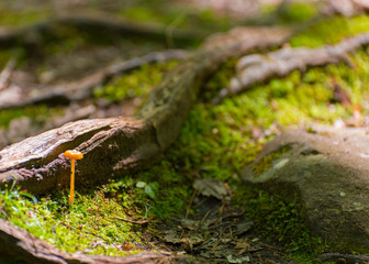 Wild Mushroom Closeup2