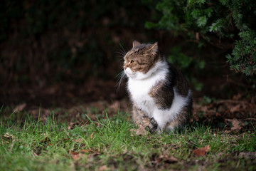 side view of a tabby white british shorthair cat sitting on lawn outdoors in nature at night looking ahead