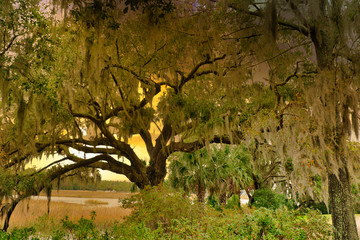 Fototapeta premium 2020-01-17 OAK TREE WITH SPANISH MOSS IN SOUTH CAROLINA