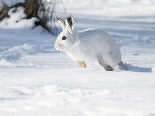 White Snowshoe Hare Running in Winter