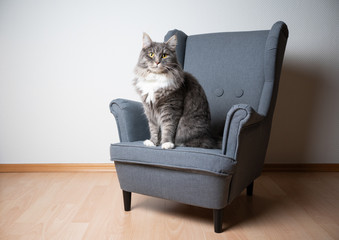 blue tabby maine coon cat sitting on small gray ears armchair looking at camera in front of white...