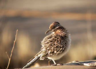 The Roadrunner Returns, Redux