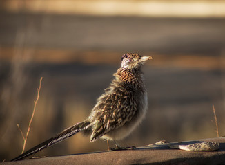 The Roadrunner Returns