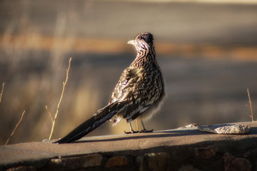 The Roadrunner Returns