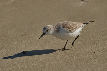 2020-01-17 A SANDPIPER ON THE BEACH