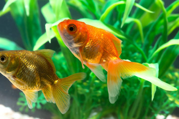Gold fish or goldfish floating swimming underwater in fresh aquarium tank with green plant.