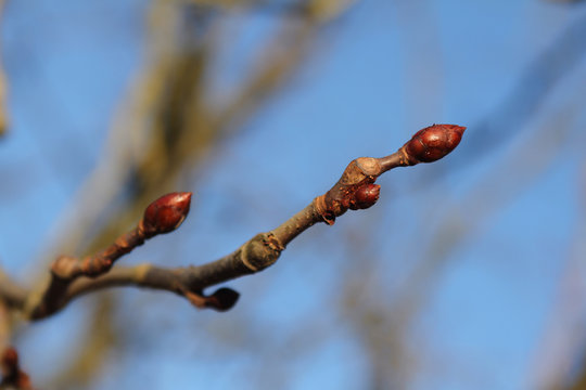 Kastanienknospe im Januar