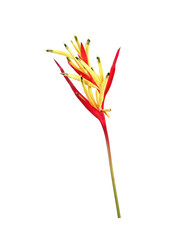 Heliconia flower isolated on white background. Ornamental flowers, Heliconia ( Heliconia...