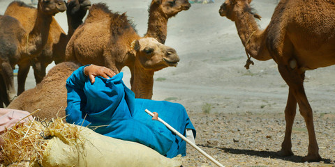 livestock of Caravan of camel in the desert of morocco