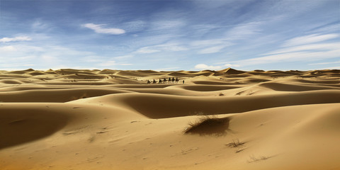 Caravan of camel in the sahara desert of Morocco
