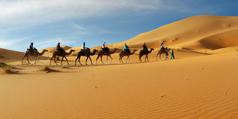 Caravan of camel in the sahara desert of Morocco - obrazy, fototapety, plakaty
