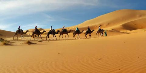 Foto op Aluminium Caravan van kameel in de saharawoestijn van Marokko © MICHEL