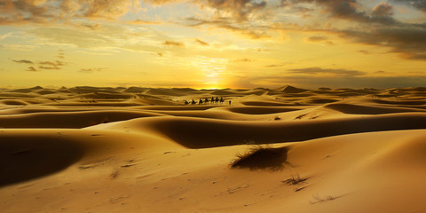Caravan of camel in the sahara desert of Morocco at sunset time  - obrazy, fototapety, plakaty
