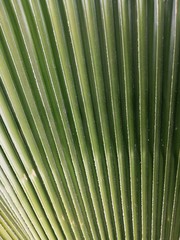  leaves on walls of the ancient city in Cartagena Colombia