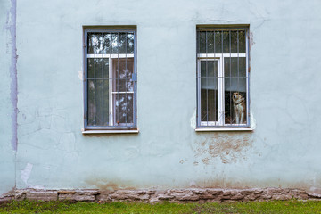 Fototapeta na wymiar A lonely dog ​​is waiting in a house near a window. The pet sad looks out of captivity through the bars to the street and freedom. On the wall are traces of animal paws.