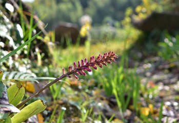 Pink flower at green garden