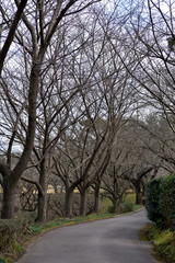 bare branches tree line at park