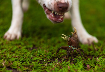 le crabe et le chien