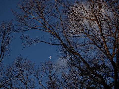 bright half moon on partly cloudy winter dawn - Powered by Adobe