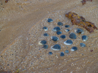 Shells washed up on the beach.