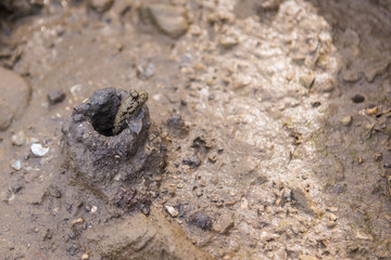 Mudskipper at the entrance to its burrow on a mangrove beach.